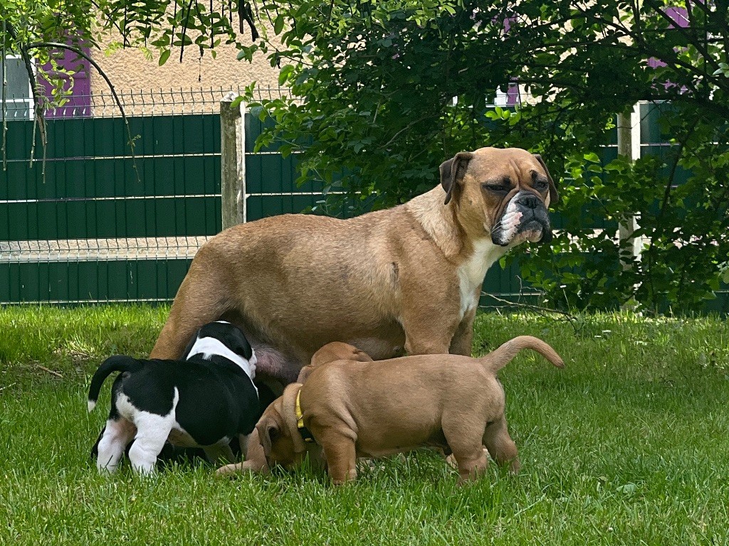 chiot Bulldog continental du val de gloire