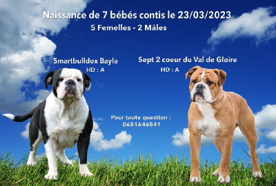 du val de gloire - Bulldog continental - Portée née le 23/03/2023