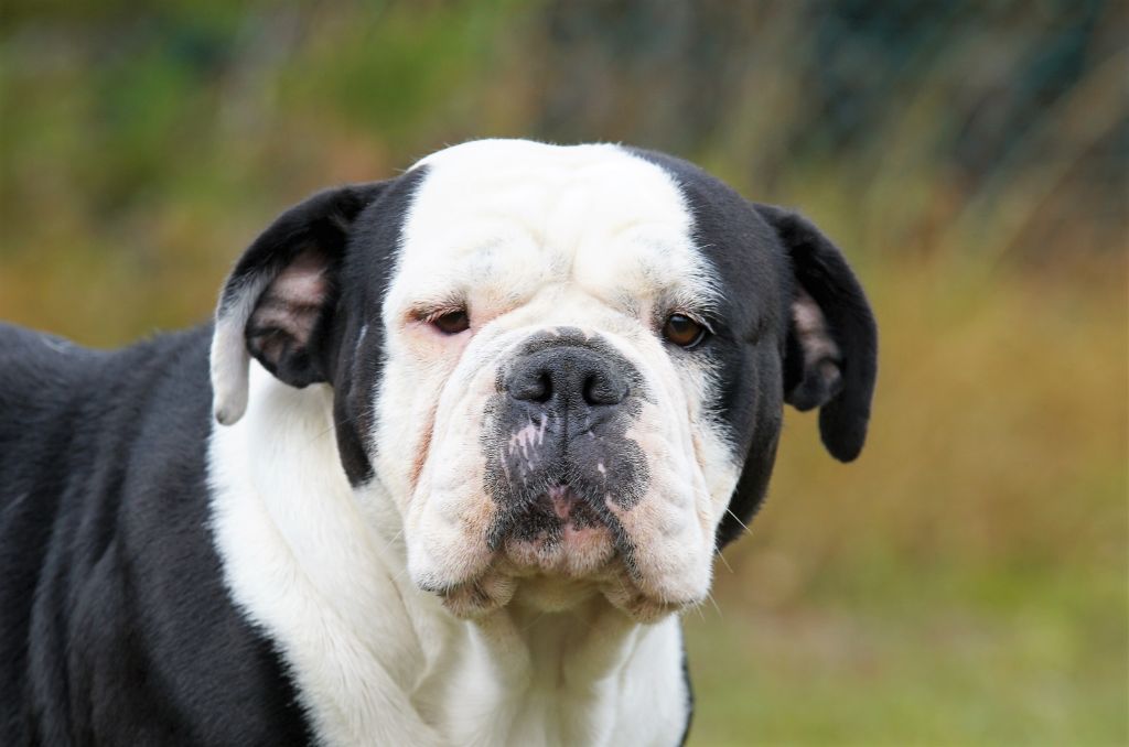 smartbulldox Bayla
