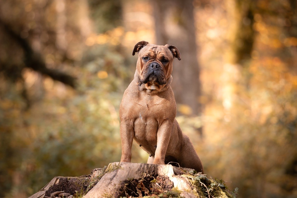 Vilaine beauté du val de gloire