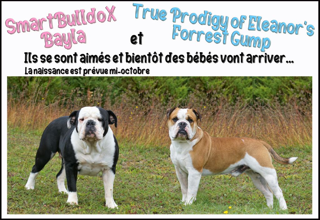 du val de gloire - Bientôt des bébés !