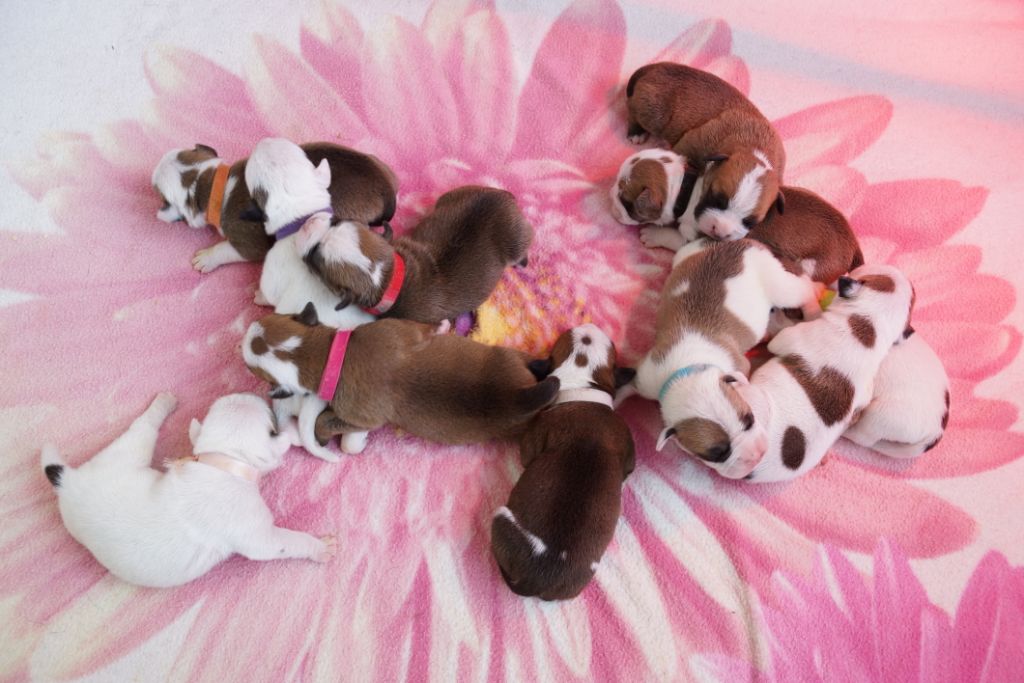 du val de gloire - Chiots bulldog continental