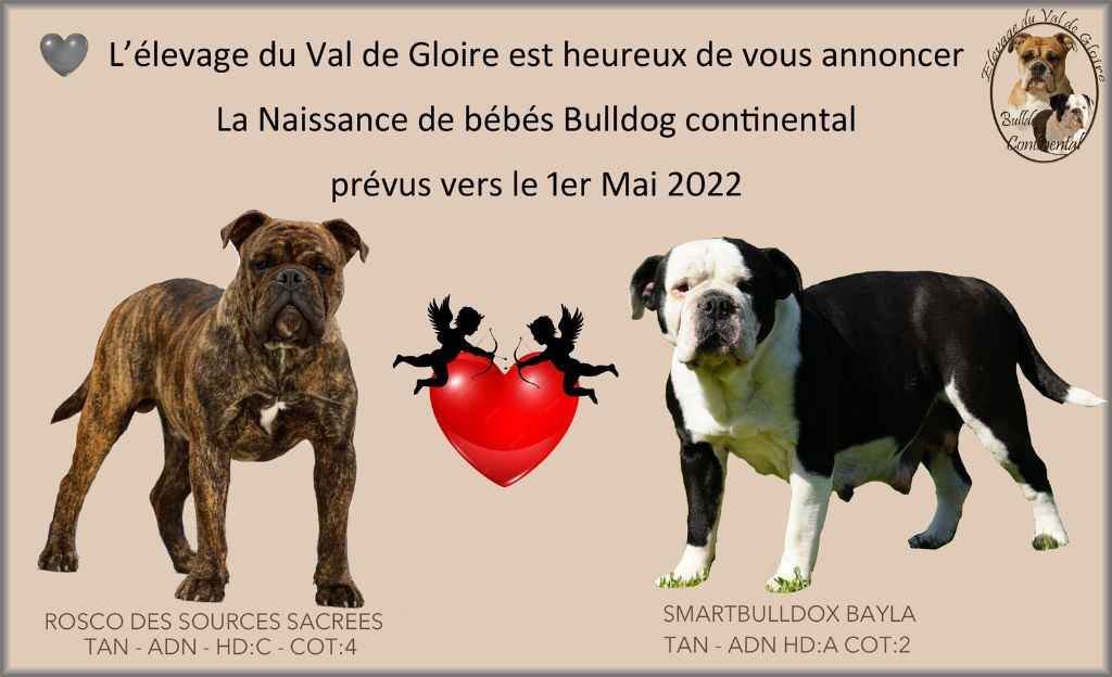 du val de gloire - Bientôt des chiots bulldog continental