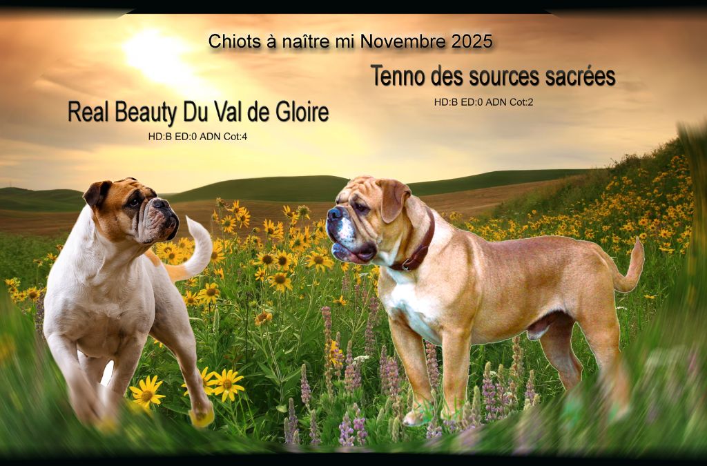 Chiots bientôt