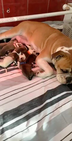 du val de gloire - Les bébés sont là !