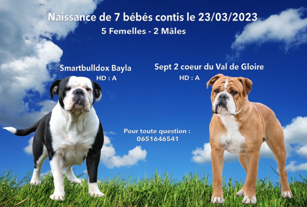 du val de gloire - Bulldog continental - Portée née le 23/03/2023