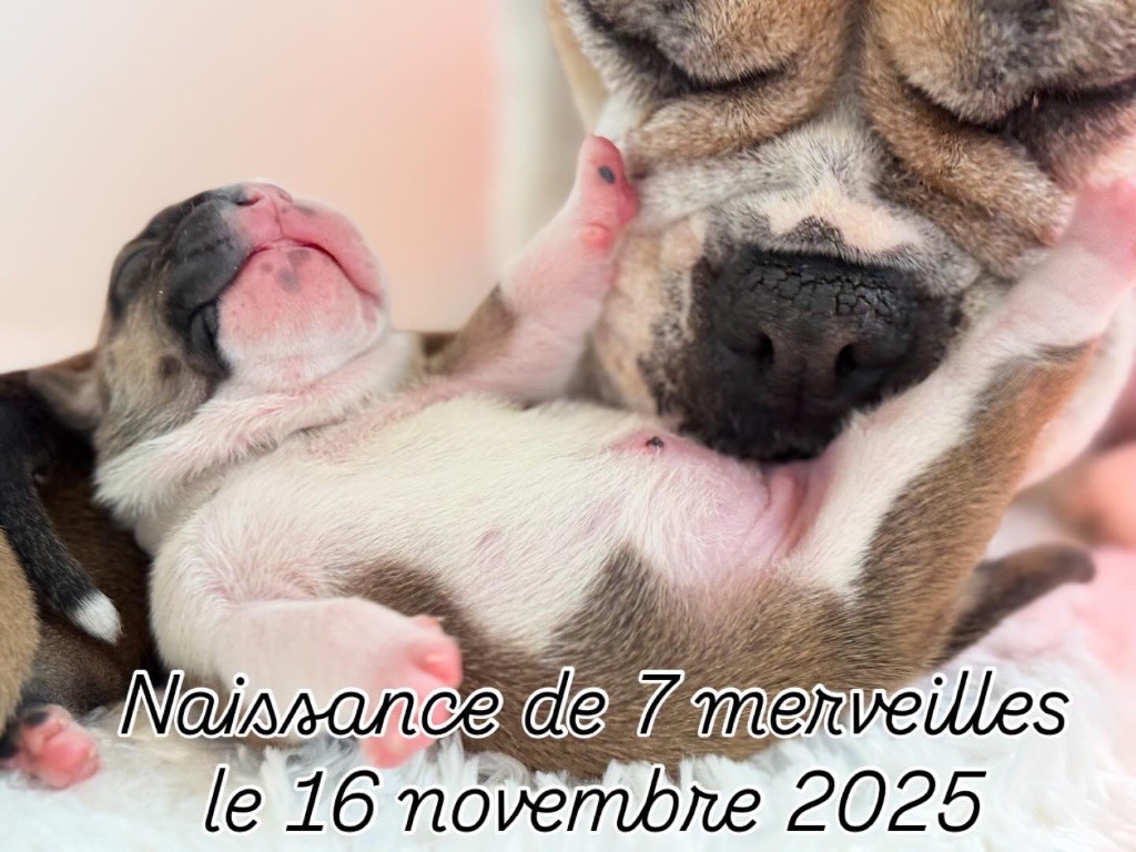 Chiot Bulldog continental du val de gloire