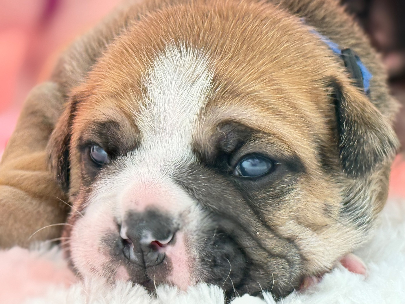 du val de gloire - Chiots disponibles - Bulldog continental