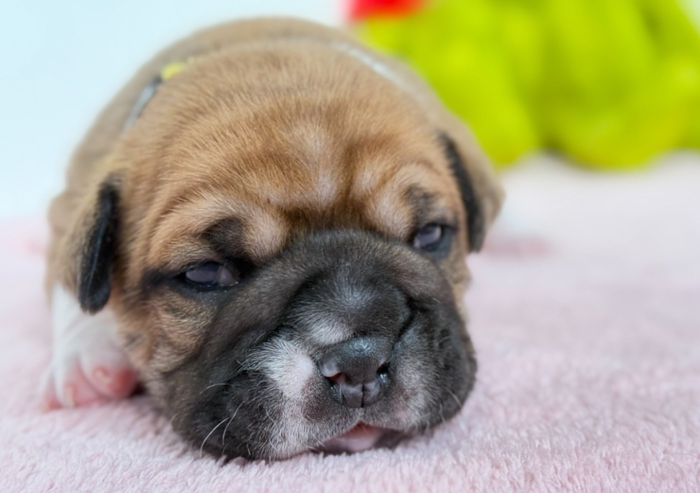 du val de gloire - Chiots disponibles - Bulldog continental