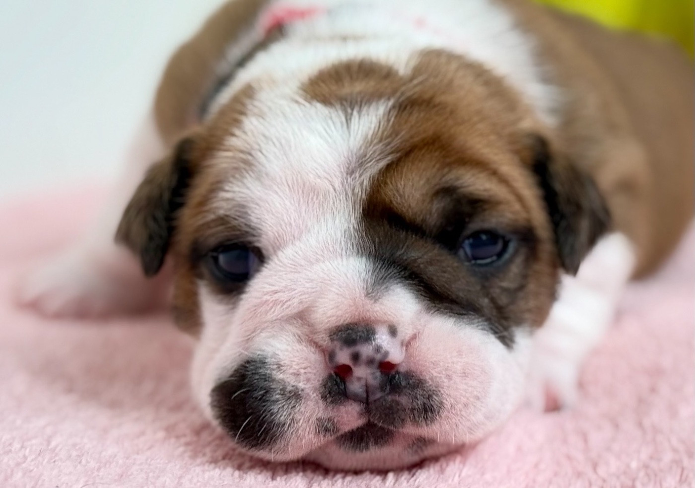 du val de gloire - Chiots disponibles - Bulldog continental