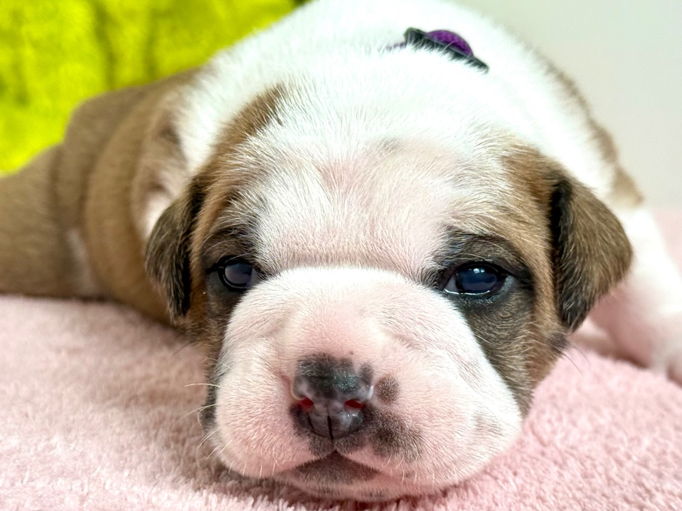 du val de gloire - Chiots disponibles - Bulldog continental