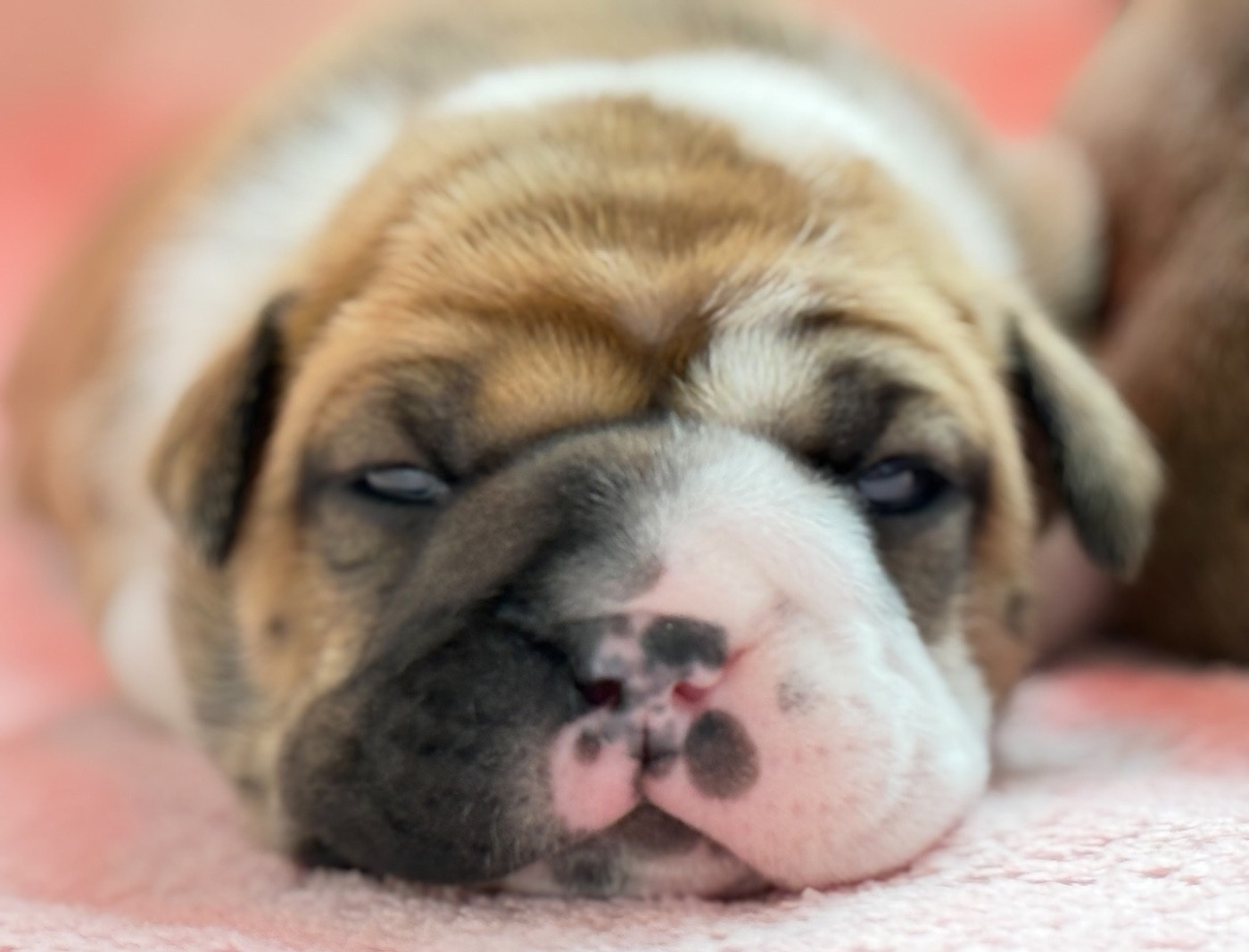 du val de gloire - Chiots disponibles - Bulldog continental