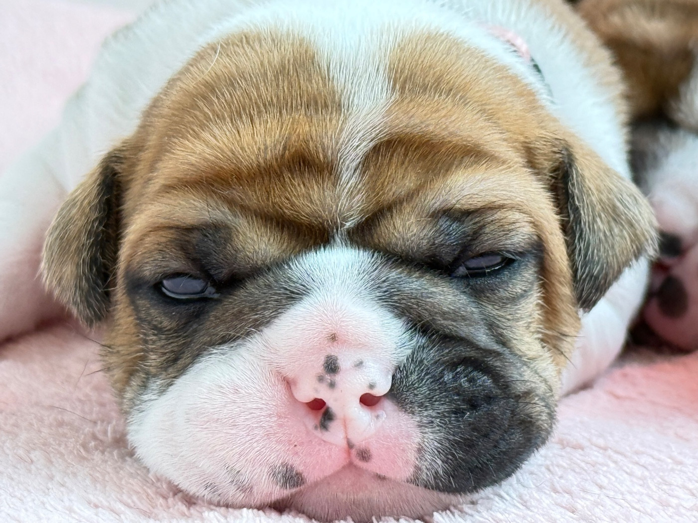 du val de gloire - Chiots disponibles - Bulldog continental