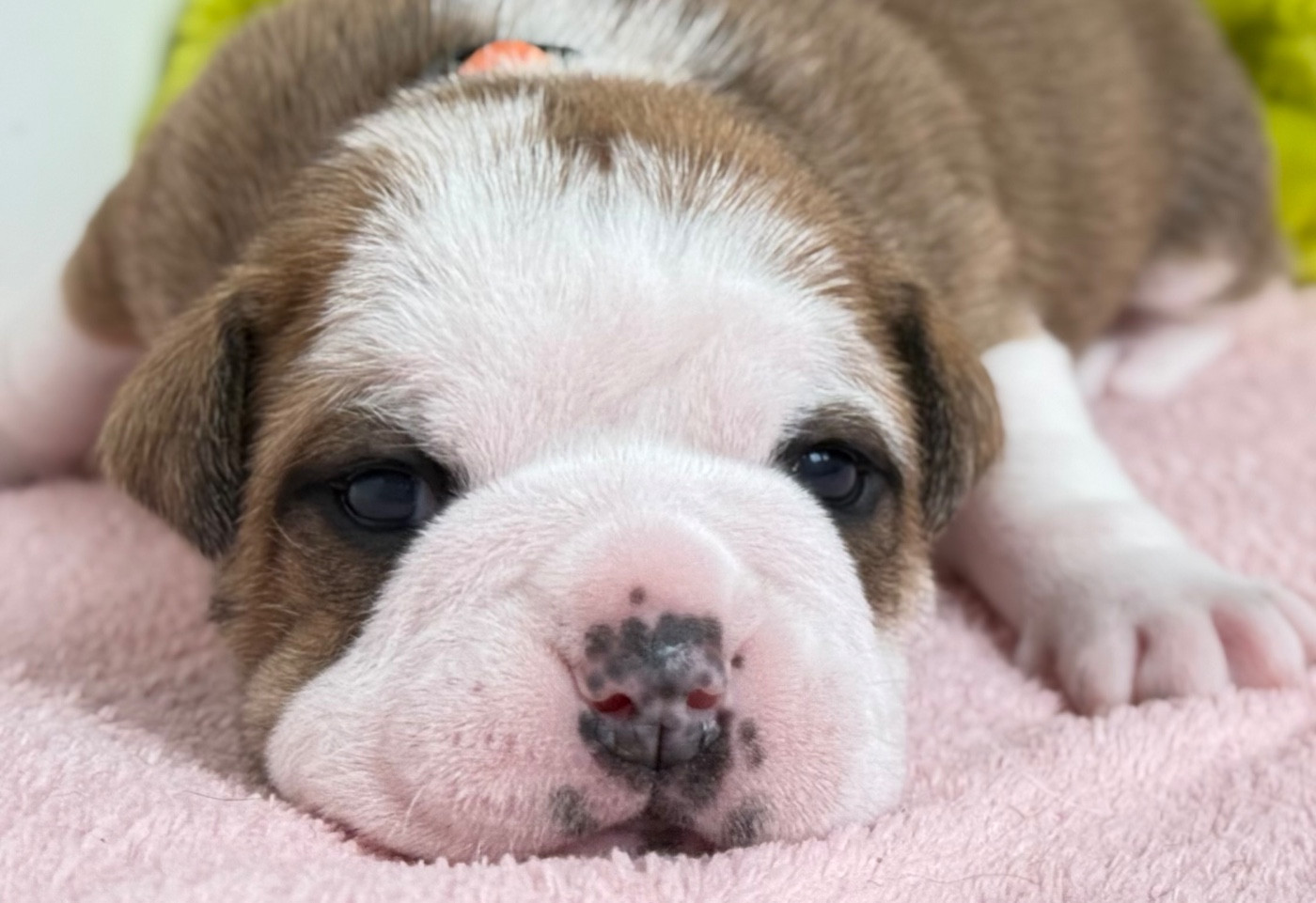 du val de gloire - Chiots disponibles - Bulldog continental