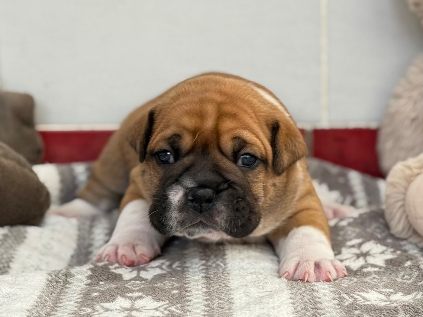 du val de gloire - Chiots disponibles - Bulldog continental