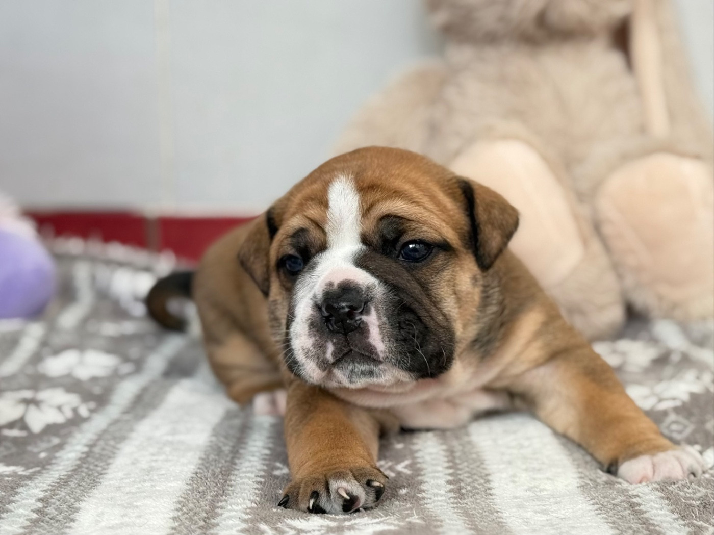 du val de gloire - Chiots disponibles - Bulldog continental