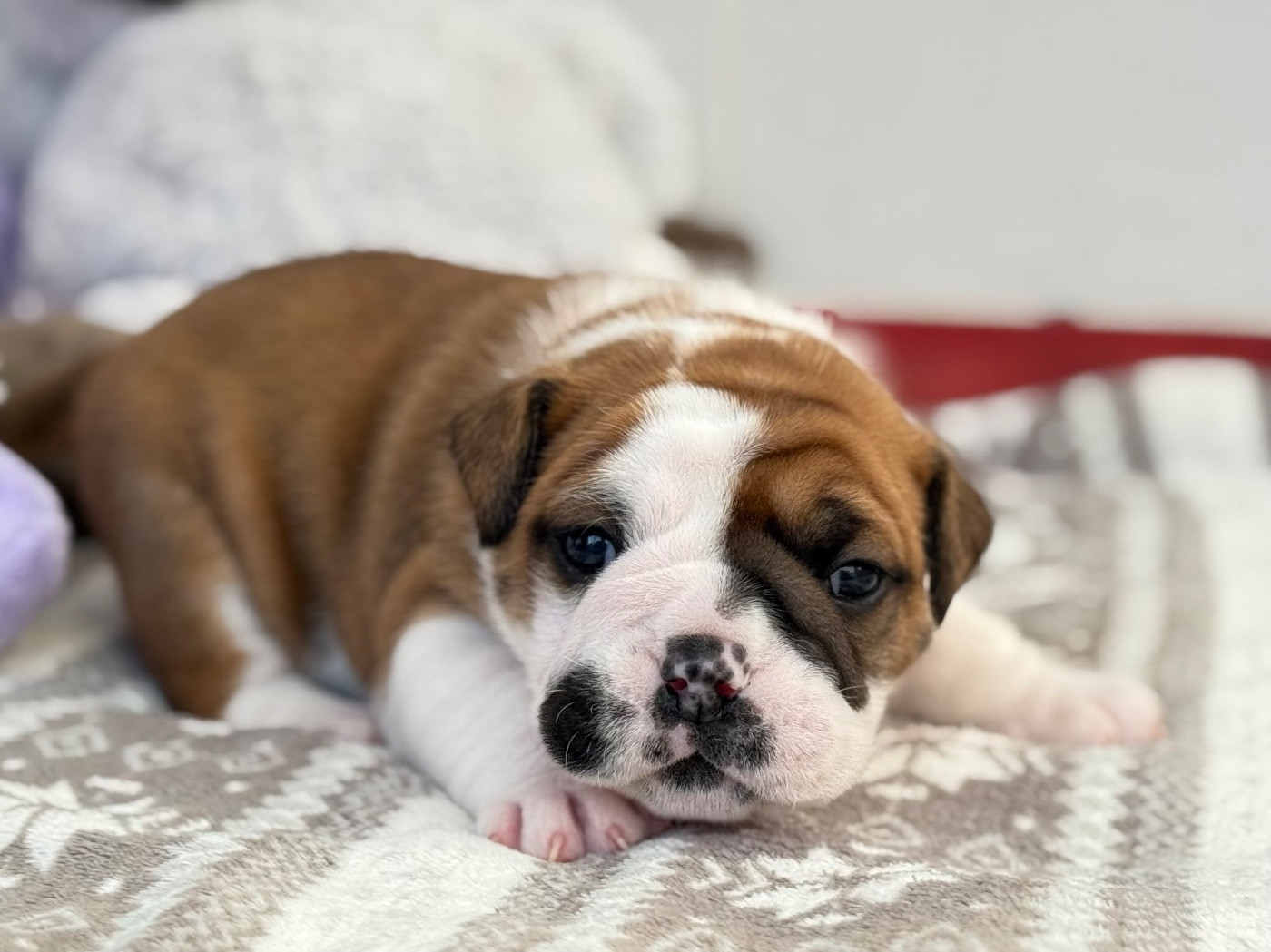 du val de gloire - Chiots disponibles - Bulldog continental