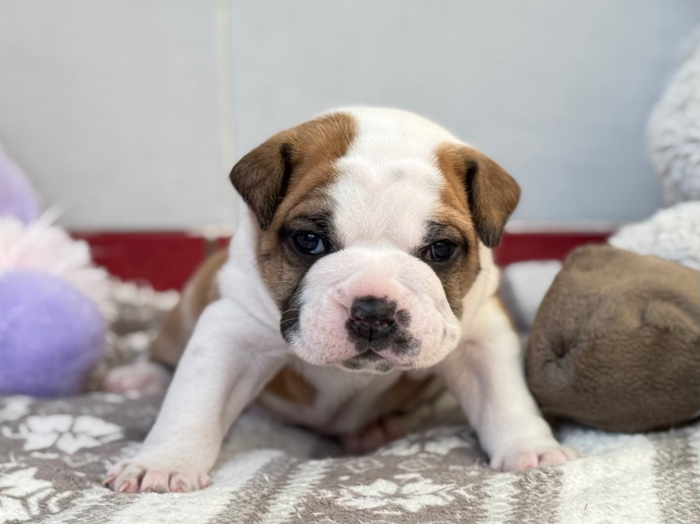du val de gloire - Chiots disponibles - Bulldog continental