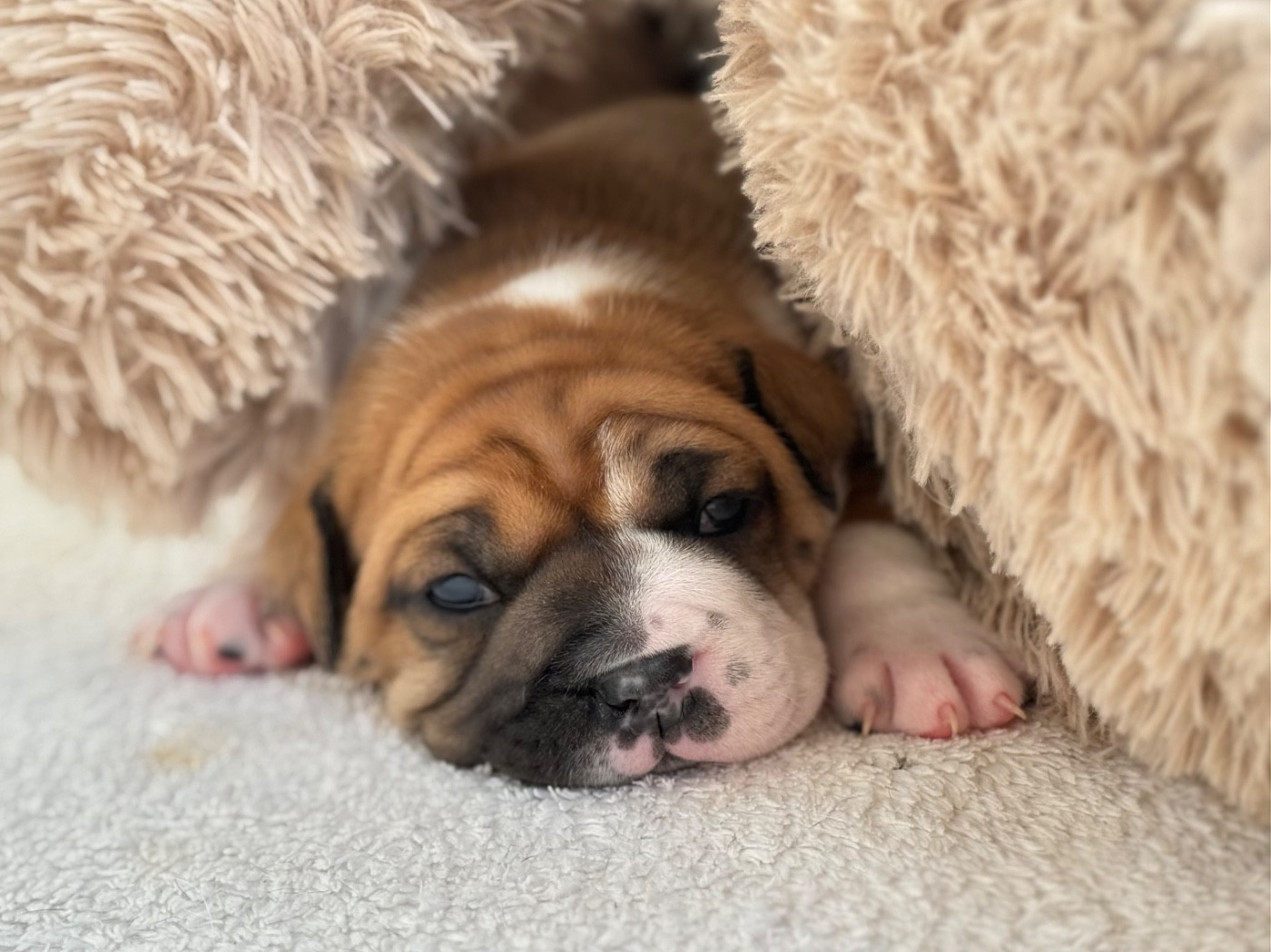 du val de gloire - Chiots disponibles - Bulldog continental