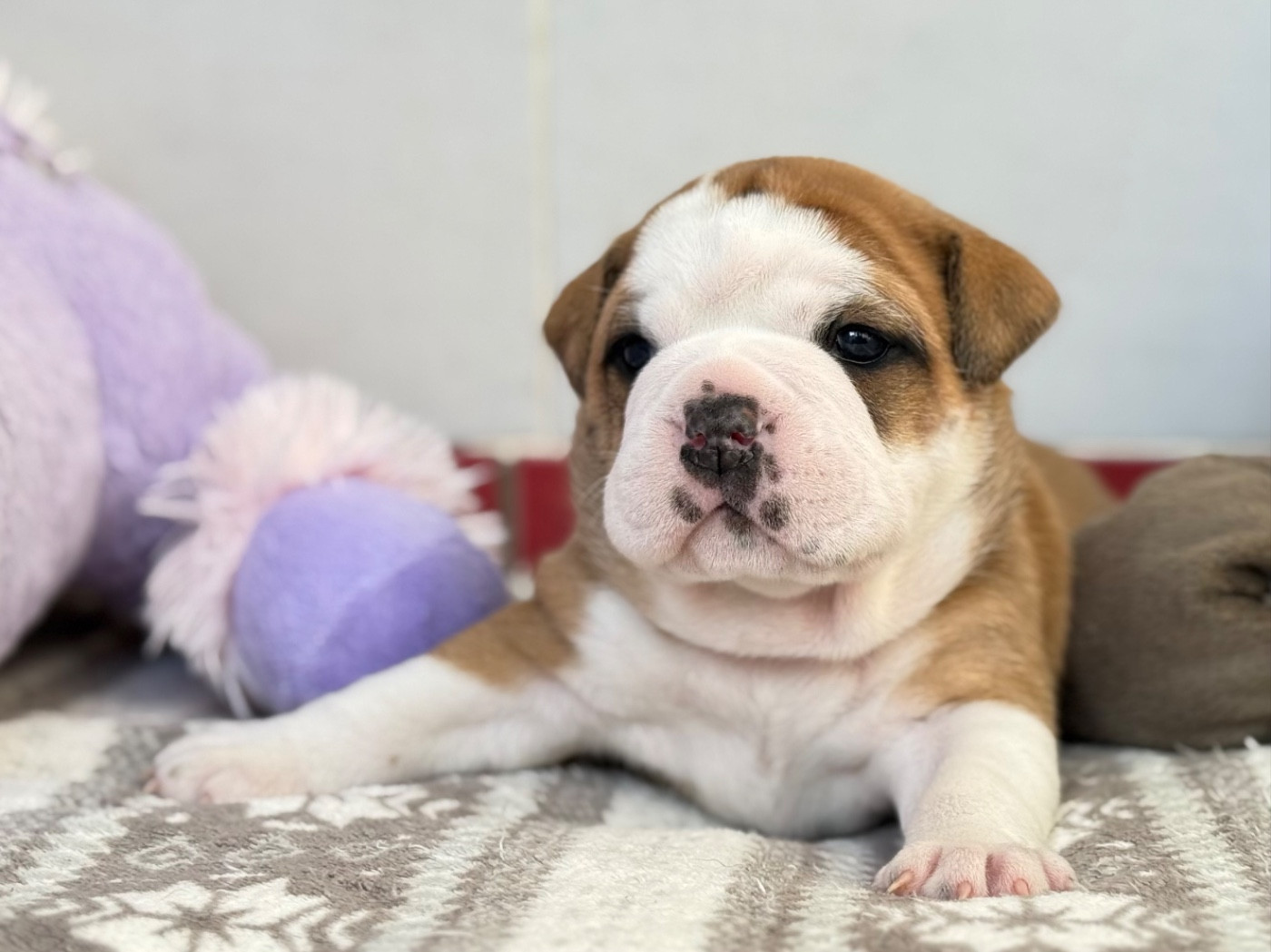 du val de gloire - Chiots disponibles - Bulldog continental