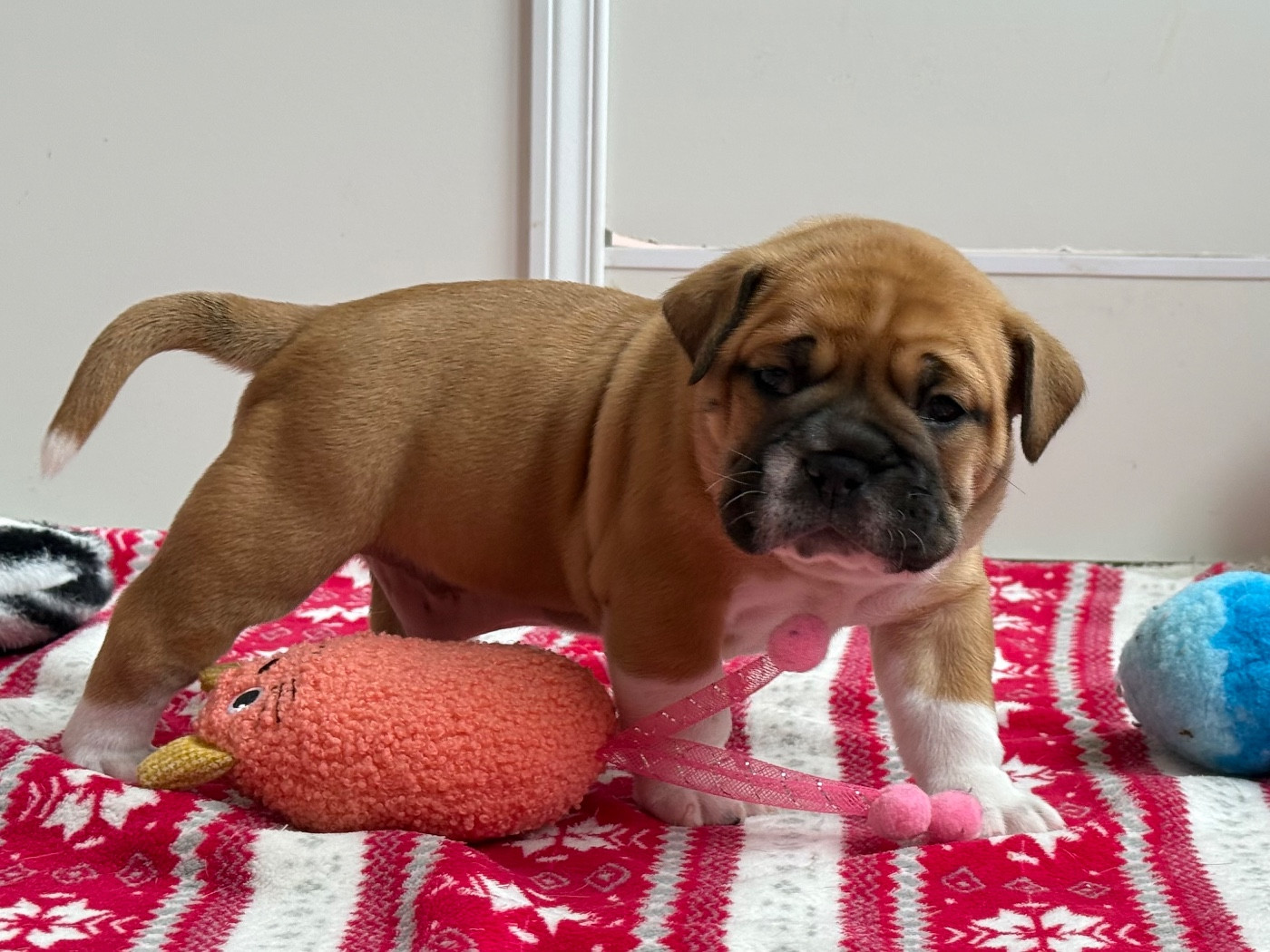 du val de gloire - Chiots disponibles - Bulldog continental