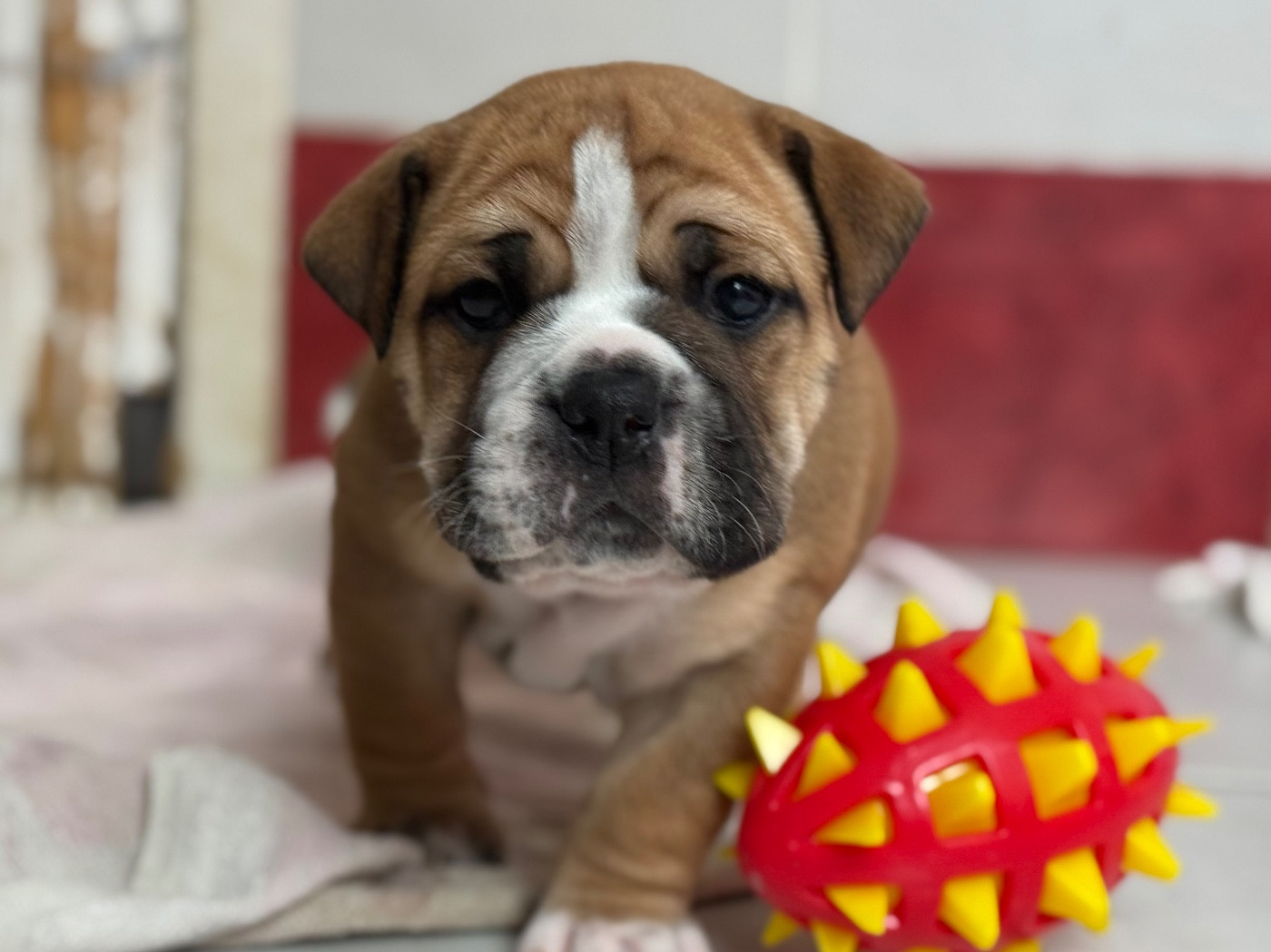 du val de gloire - Chiots disponibles - Bulldog continental