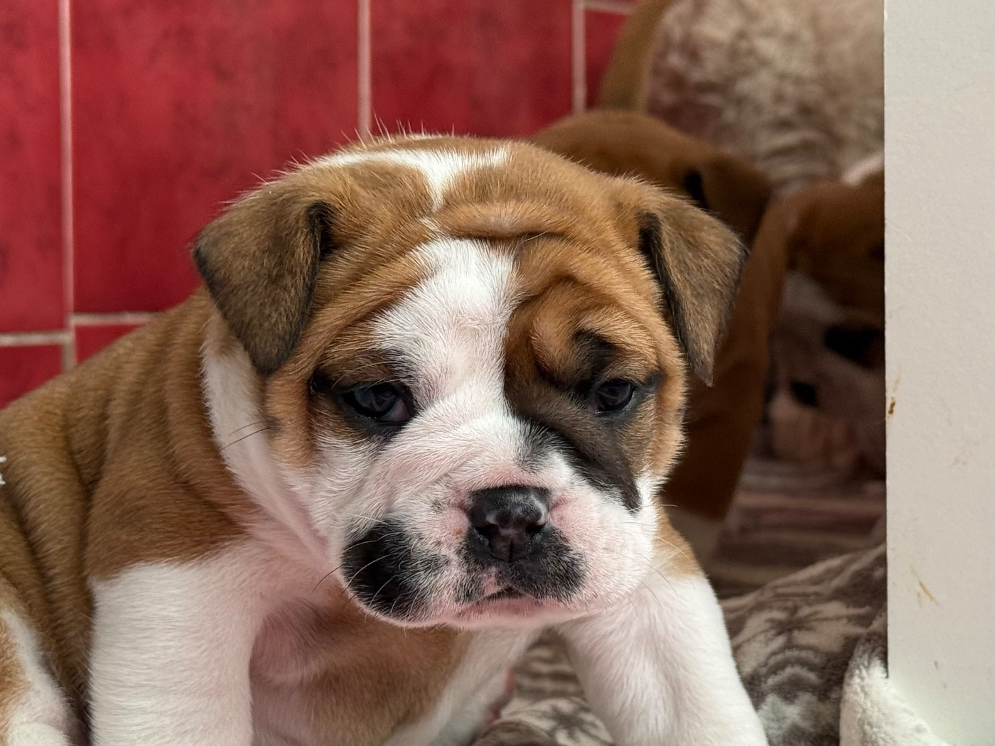 du val de gloire - Chiots disponibles - Bulldog continental