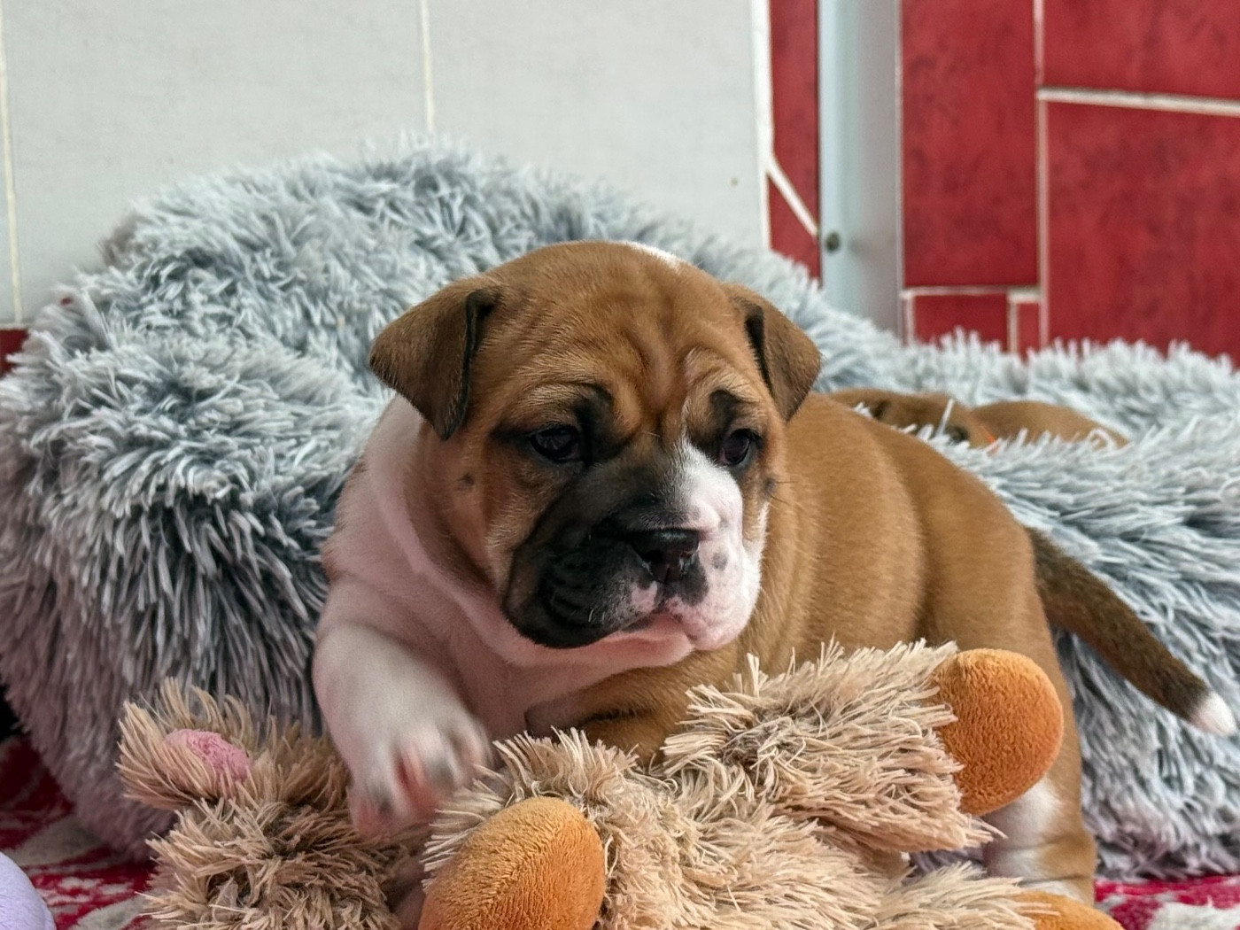 du val de gloire - Chiots disponibles - Bulldog continental