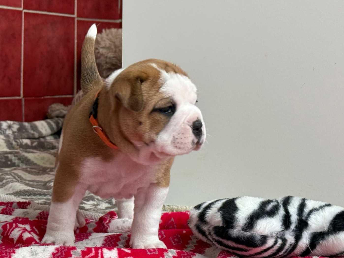 du val de gloire - Chiots disponibles - Bulldog continental
