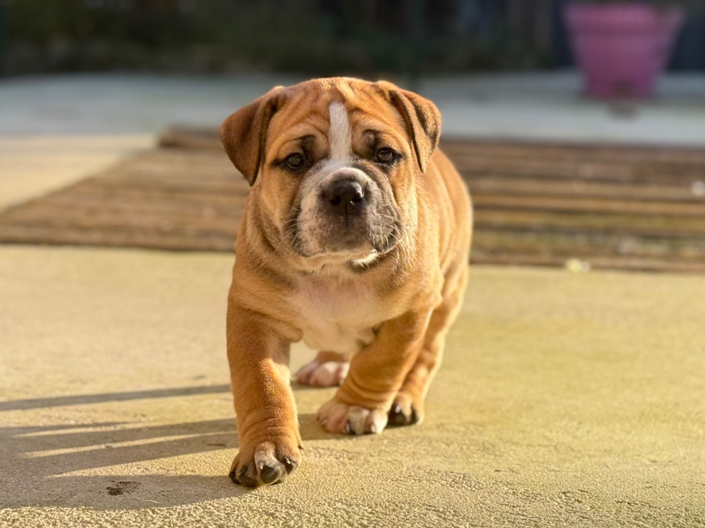 du val de gloire - Chiots disponibles - Bulldog continental