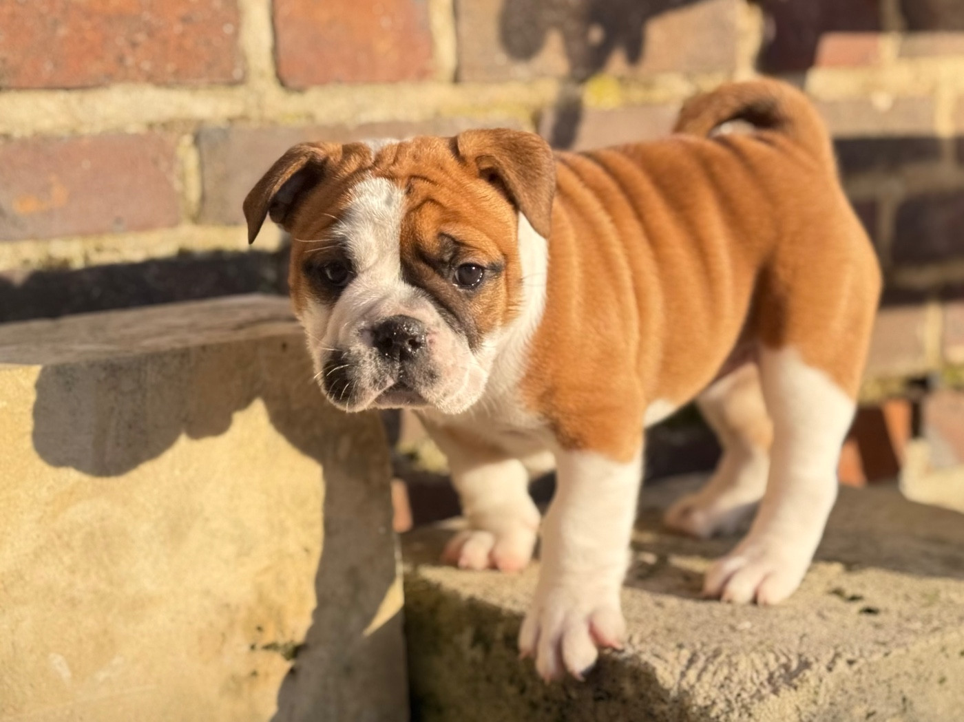 du val de gloire - Chiots disponibles - Bulldog continental