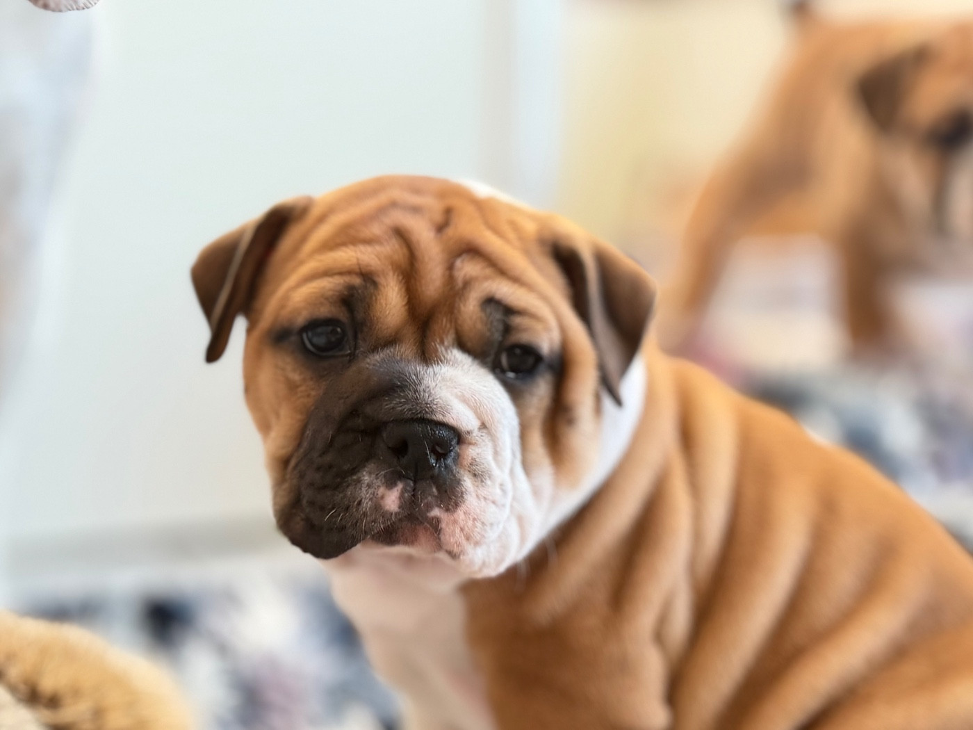 du val de gloire - Chiots disponibles - Bulldog continental