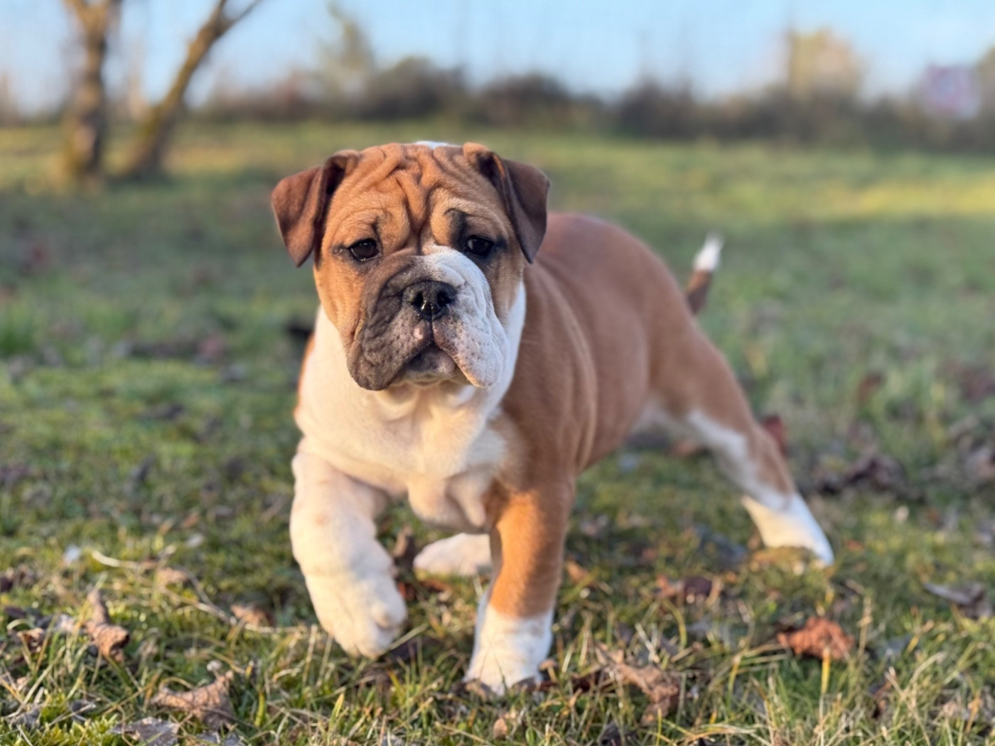 du val de gloire - Chiots disponibles - Bulldog continental