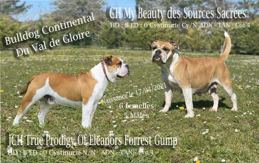 du val de gloire - Bulldog continental - Portée née le 18/04/2021